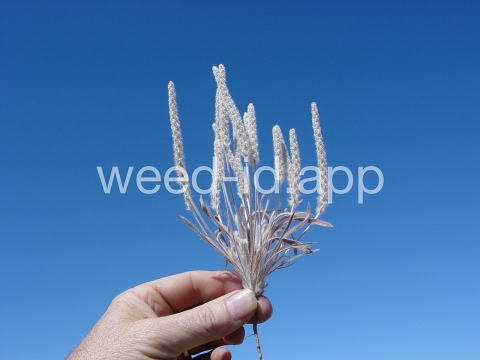 plantain, wooly